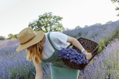 Free A Woman in Brown Hat Picking Flowers on the Lavender Field Stock Photo