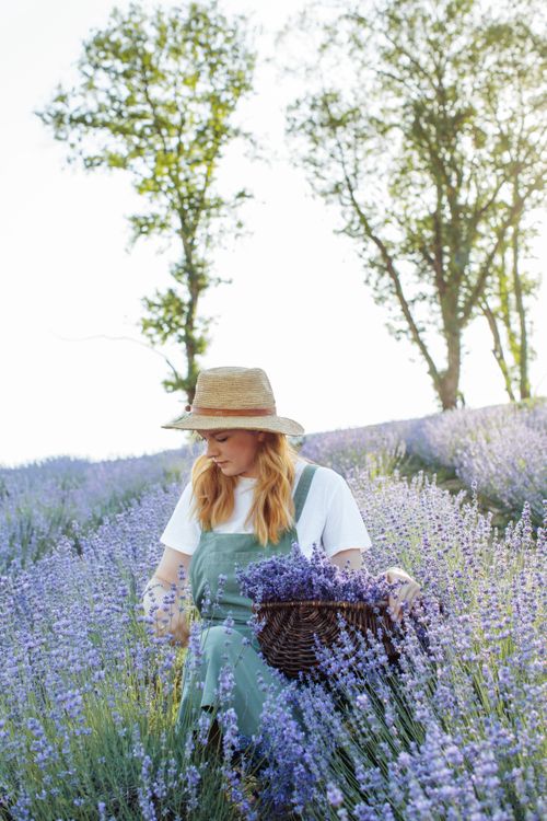 Free Woman in hat collecting lavender in a sunlit field, showcasing nature and tranquility. Stock Photo