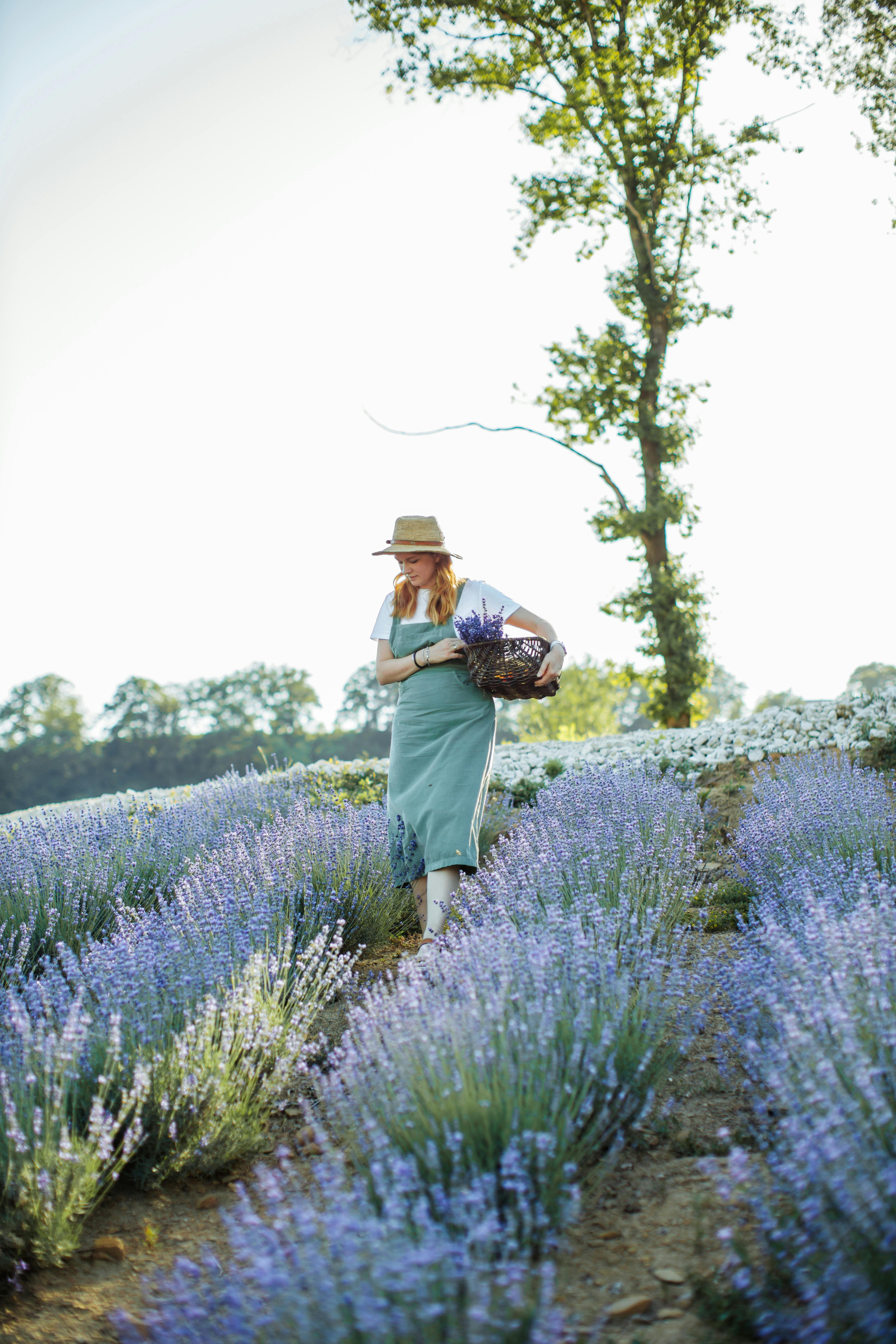 阳光明媚，一名戴着遮阳帽的妇女提着篮子，走过郁郁葱葱的熏衣草田