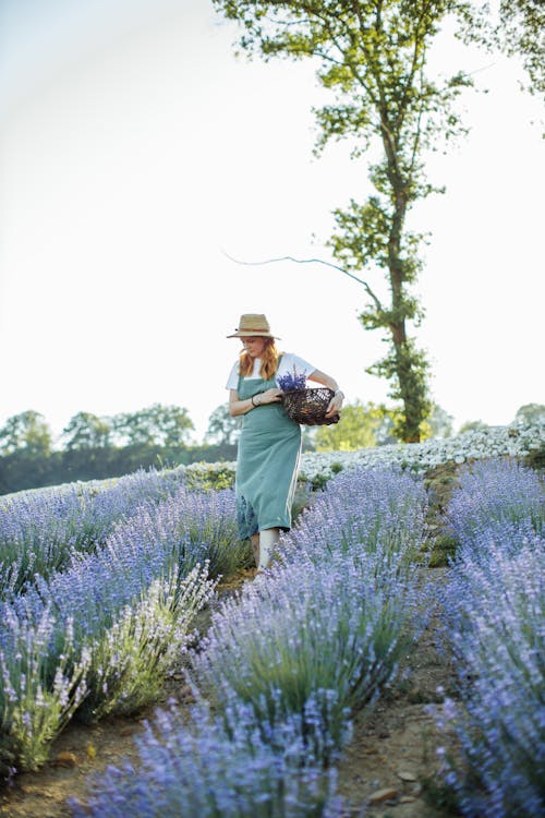 Free Woman in Brown Hat Carrying Basket Walking on a Lavender Field Stock Photo