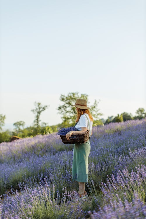 Side View Shot of a Woman Standing on a Flower Field while Carrying Basket Full of Lavenders