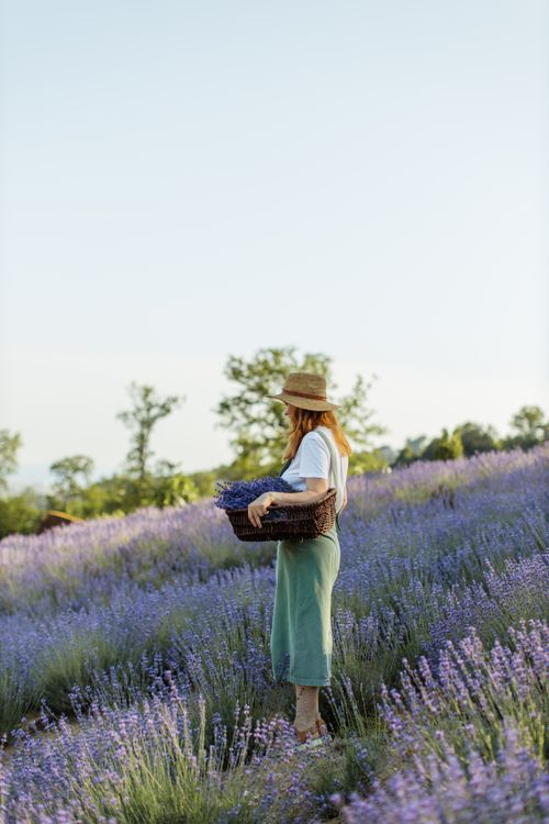 Free Side view of a woman with a basket in a lavender field under a clear sky. Stock Photo