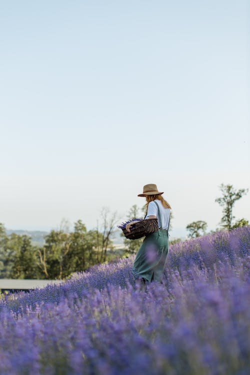 Woman Carrying Basket while Walking on a Lavender Field