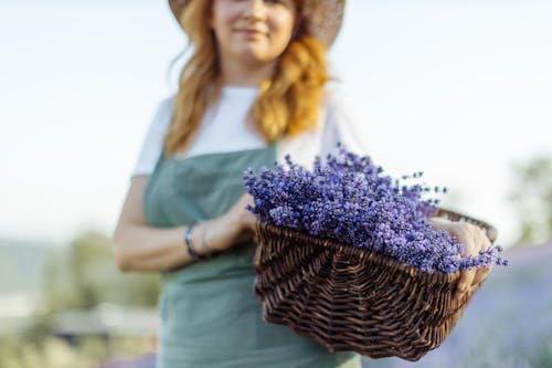 Free A Woman Holding Basket Full of Lavender Flowers Stock Photo