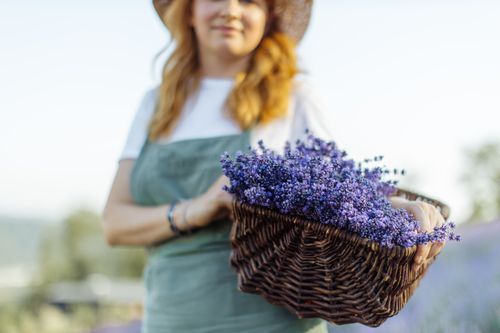 Free A woman holds a basket of lavender flowers in a sunlit field, captured in a close-up view. Stock Photo