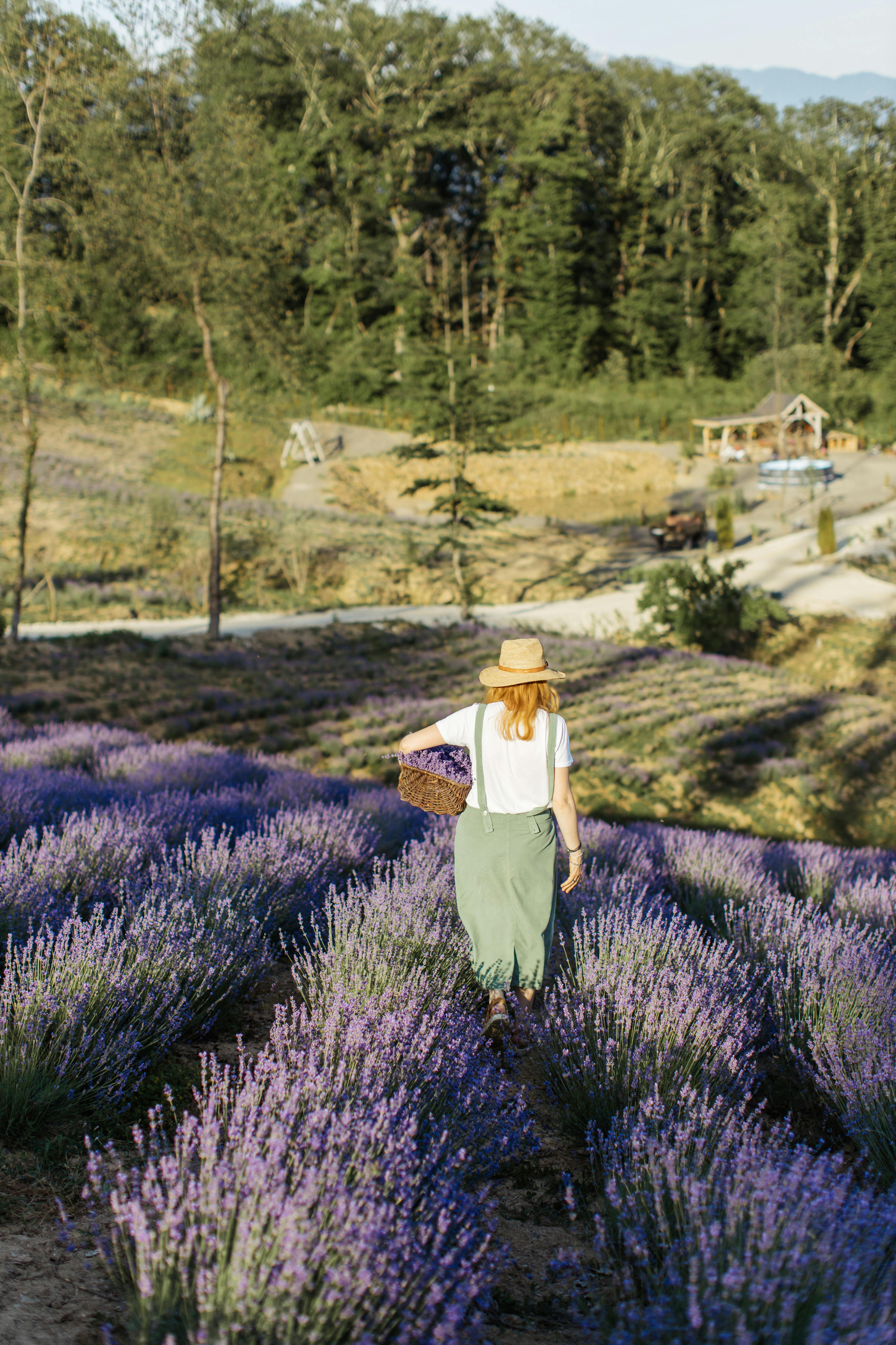 在一个阳光明媚的日子里，一位戴着帽子的女士走过盛开的薰衣草田