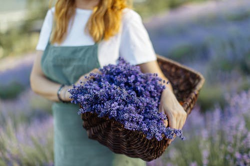 Kostenloses Stock Foto zu blühen, blüte, festhalten