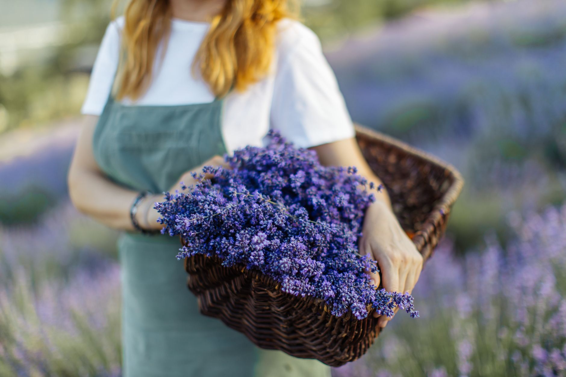 A woman standing outdoors holding a wicker basket filled with vibrant purple lavender flowers.
