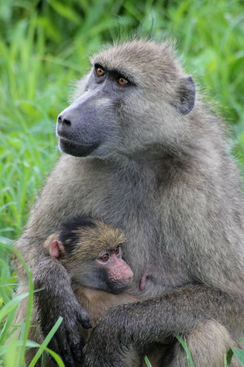 Free Portrait of a mother baboon holding her young in a lush green setting. Stock Photo
