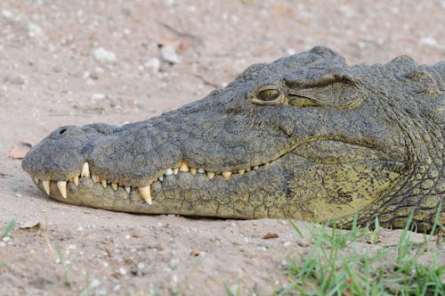 Free Close Up of Crocodile Stock Photo