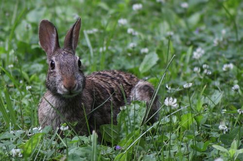 Free Cute rabbit sitting in vibrant green grass, surrounded by wildflowers in a peaceful nature setting. Stock Photo