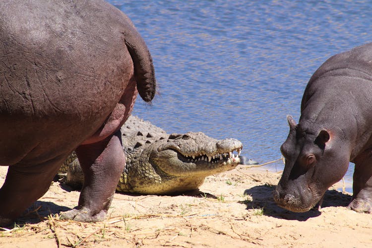 Hippos And Crocodile On Riverbank