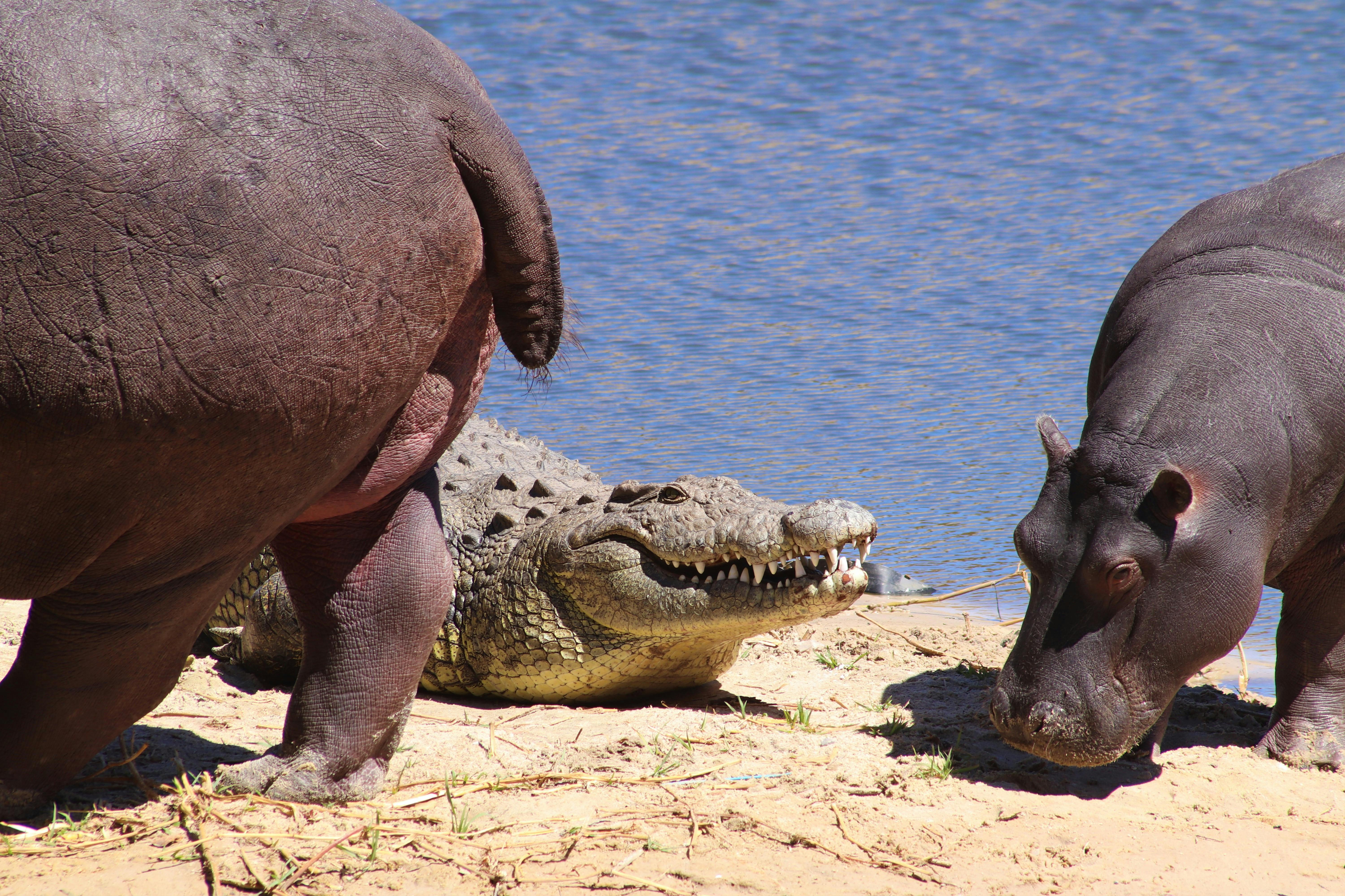 Hippos and Crocodile on Riverbank · Free Stock Photo