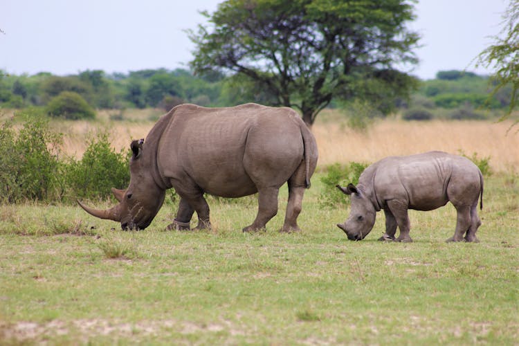 Two Rhinoceroses Grazing On Grass Field