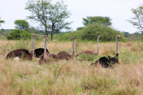 Free A group of ostriches resting in a lush African savanna landscape, among tall grass. Stock Photo
