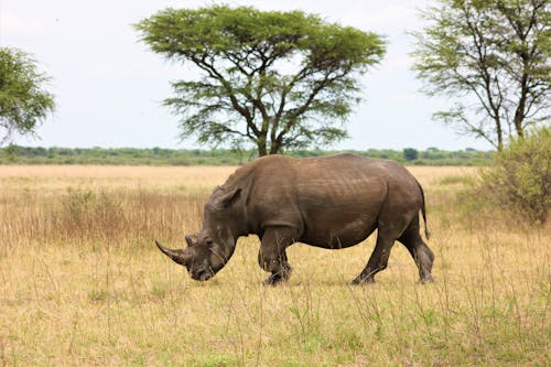 Foto profissional grátis de ameaçado de extinção, animais selvagens, animal