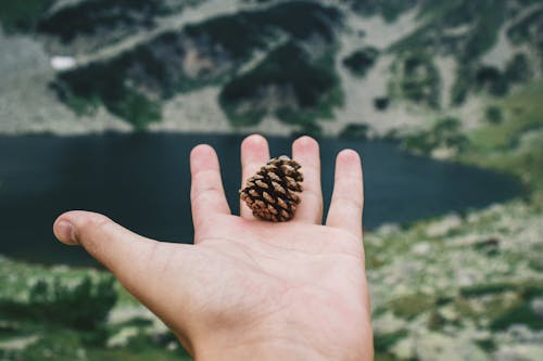 A Pine Cone on a Hand 