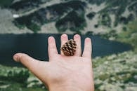 Person Holding Brown Pine Cone