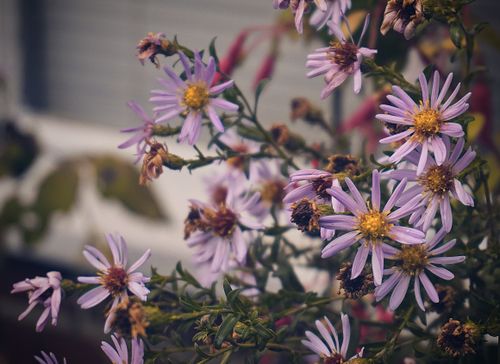 Free Close-up of vibrant purple asters in full bloom with detailed petals and stamen. Stock Photo