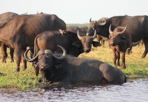 Free Water Buffalo on Riverbank Stock Photo