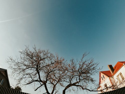 Foto d'estoc gratuïta de arbre, casa, cases