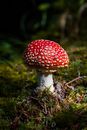 Red and White Mushroom in Green Grass