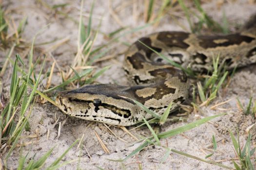 Brown and Black Snake on Ground
