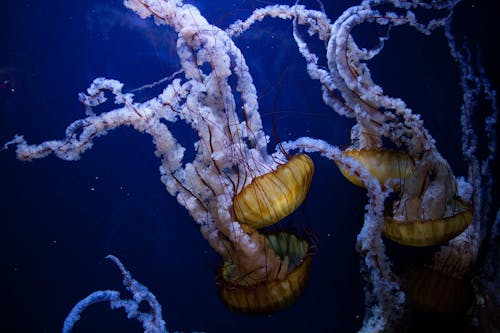 Free Jellyfishes Stock Photo