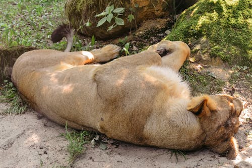 Free Lion Lying on Ground Stock Photo