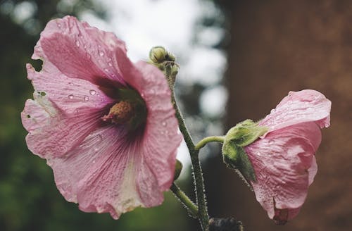Gratis Foto stok gratis berkembang, bunga-bunga, bunga-bunga merah muda Foto Stok