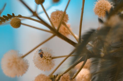 Free stock photo of bee, flowers