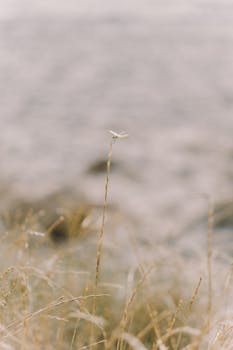 一只蜻蜓静静地栖息在田野的芦苇上