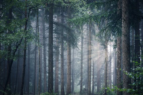 бесплатная Бесплатное стоковое фото с зеленые деревья, лес, на открытом воздухе Стоковое фото