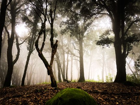 Enchanting foggy forest scene at dawn, capturing nature's serenity.