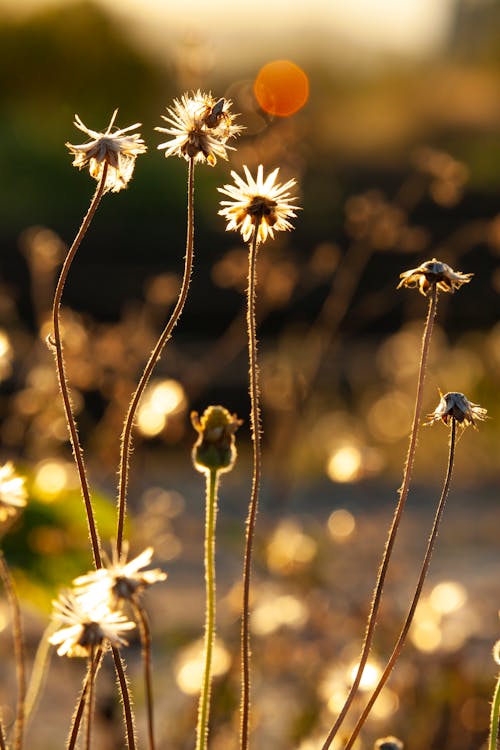 Gratis arkivbilde med åker, blomster, gress