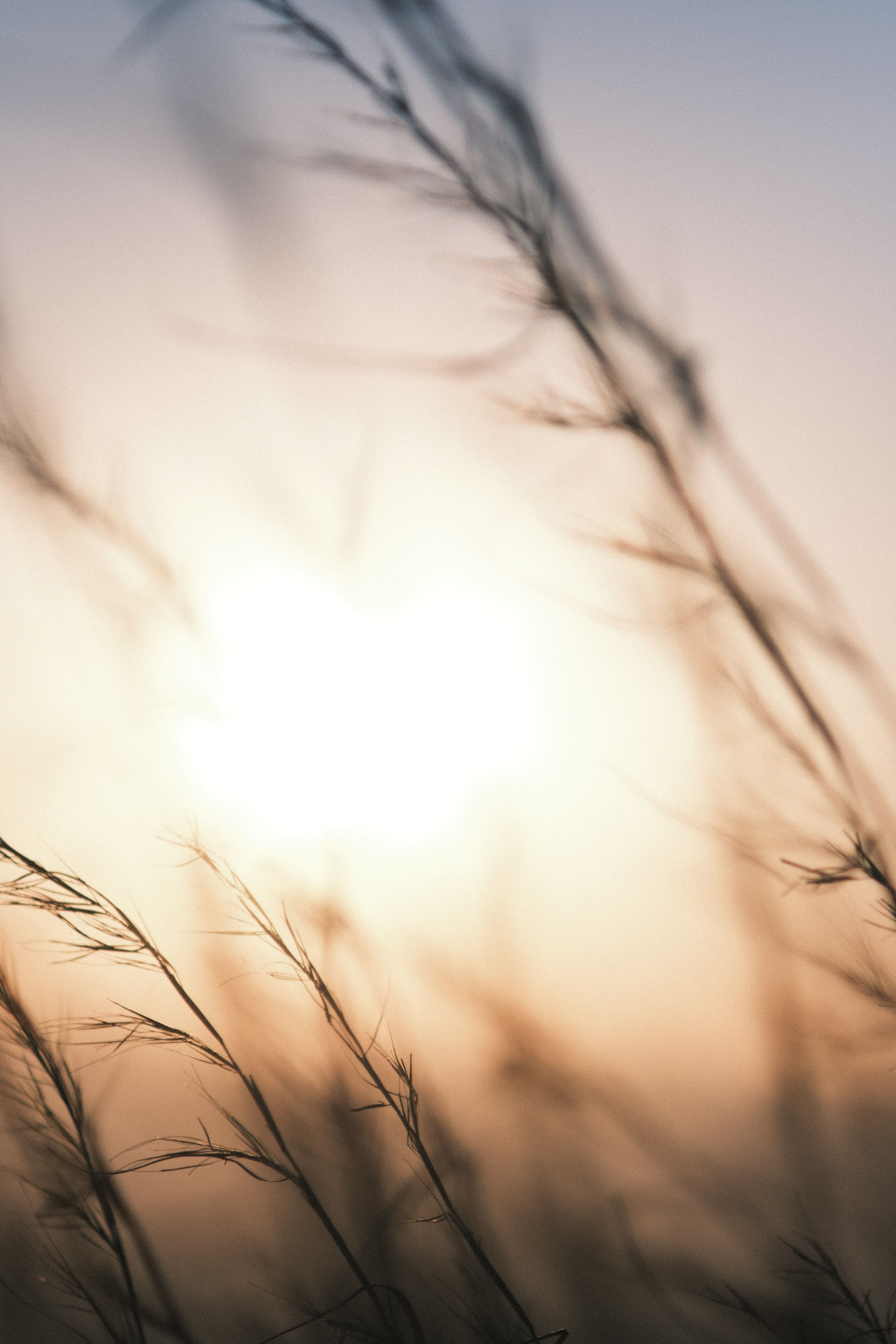 A serene sunset backdrop with blurred grass in the foreground creates a calming, natural scene.