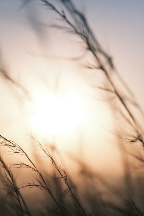 Free A serene sunset backdrop with blurred grass in the foreground creates a calming, natural scene. Stock Photo