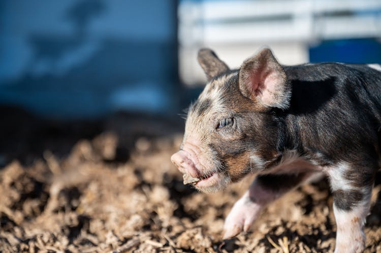 Cute Piglet Eating Dry Grass In Countryside