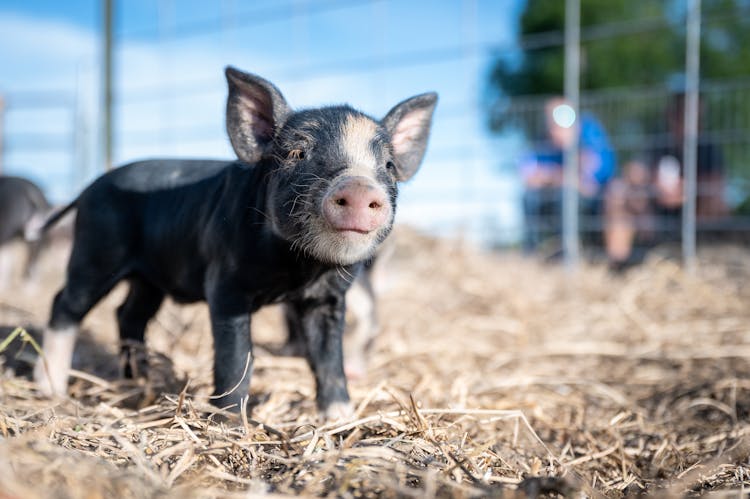 Funny Little Domestic Pig Walking On Dry Hay