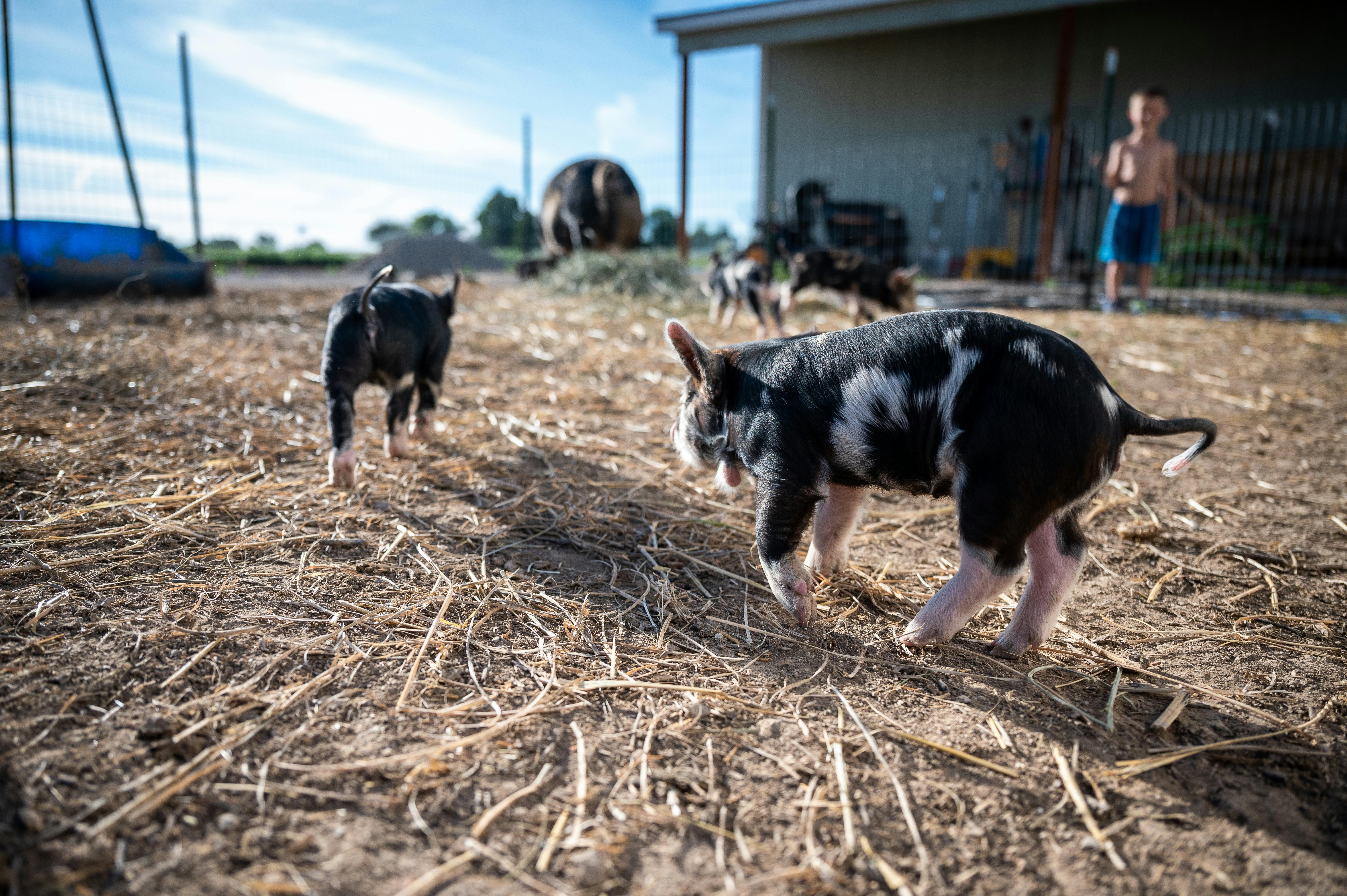 adorable purebred piglets grazing in enclosure on sunny day