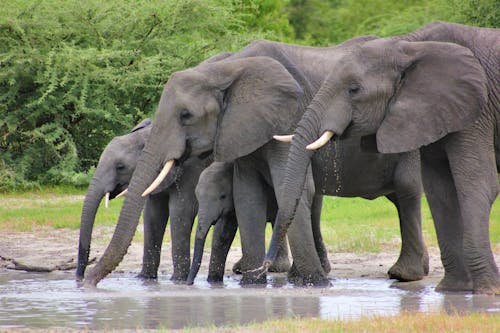 Free Herd of Elephants Drinking Stock Photo
