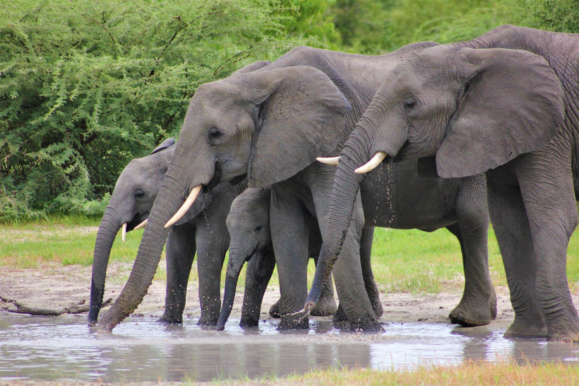 A herd of African elephants, including calves, enjoying a drink at a waterhole in the wild.