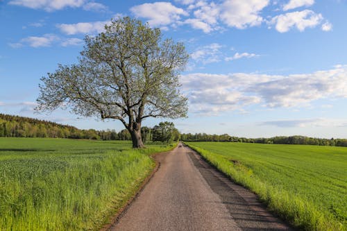 Free Dirt Path in between Green Grass Field and Trees Under Blue Sky Stock Photo