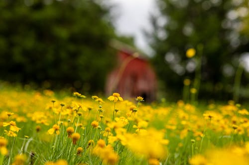A Field of Yellow Flowers in Bloom