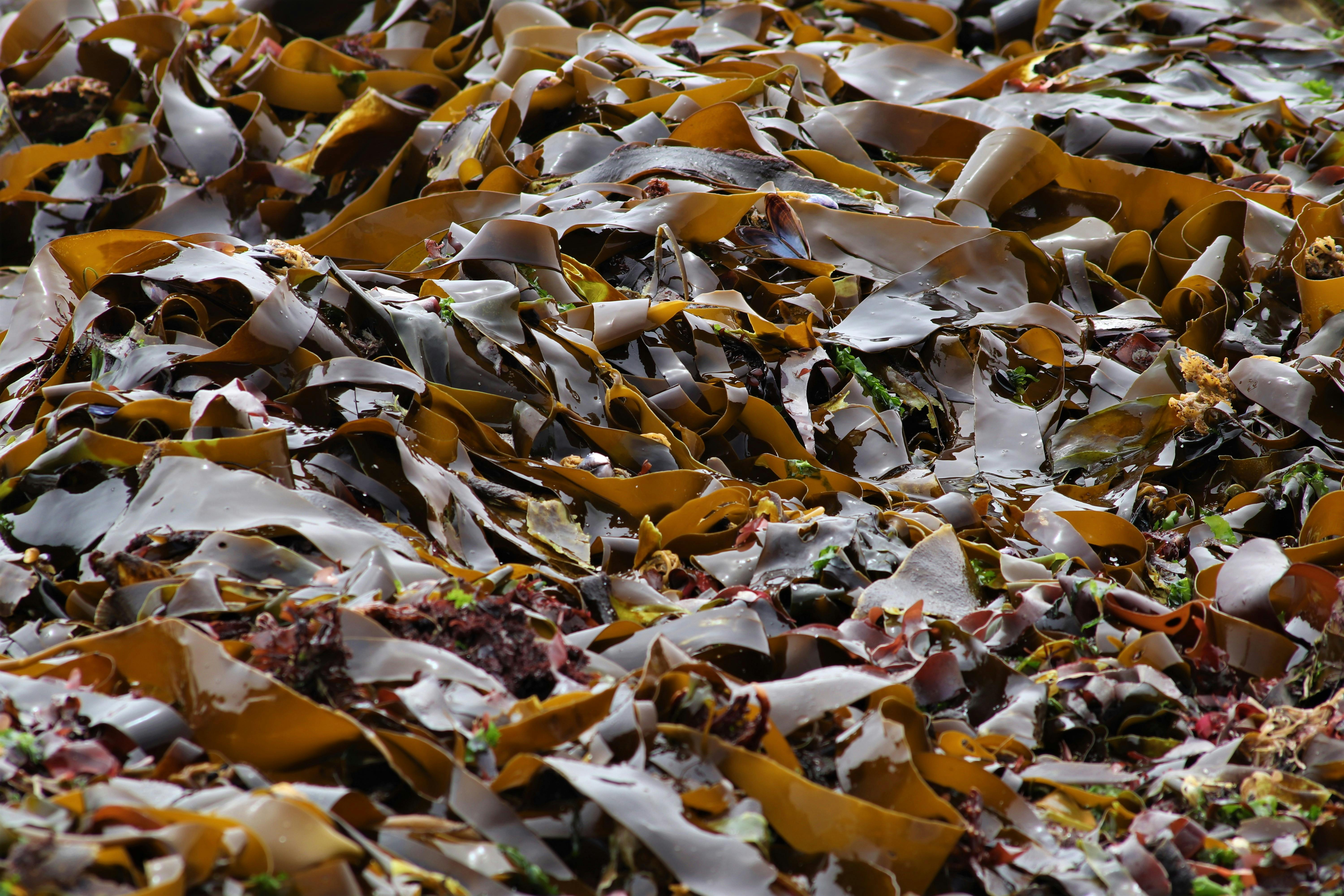 A close-up shot of vibrant seaweed scattered on a rocky shore during low tide, highlighting textures and colors.