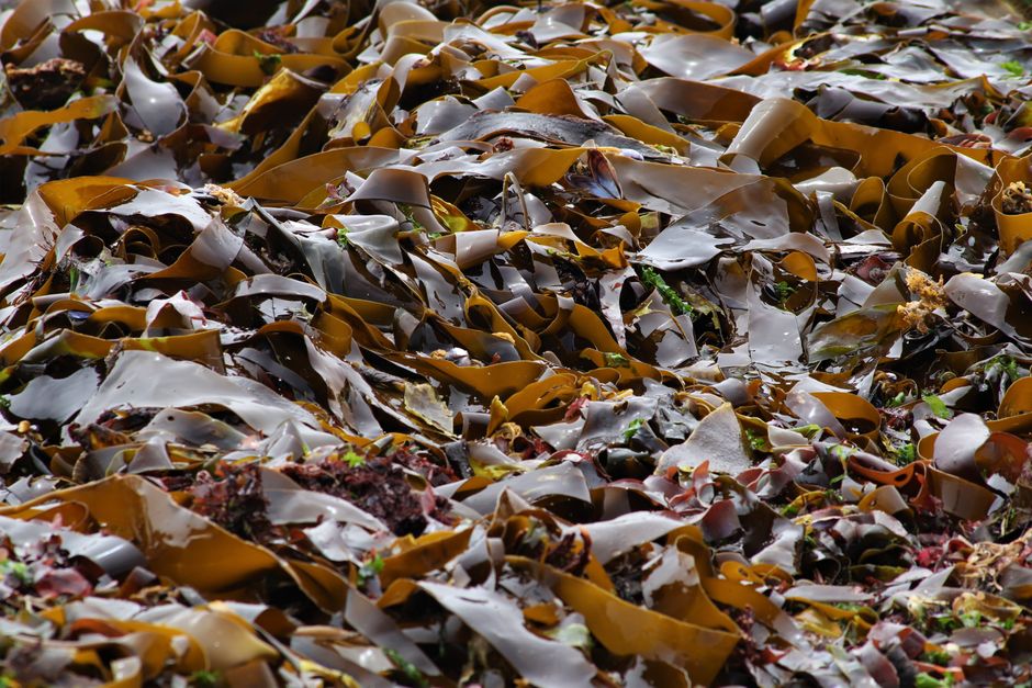 Brown seaweed in the North Atlantic ocean: kelp supplement for dogs Brown seaweed in the North Atlantic ocean: kelp supplement for dogs