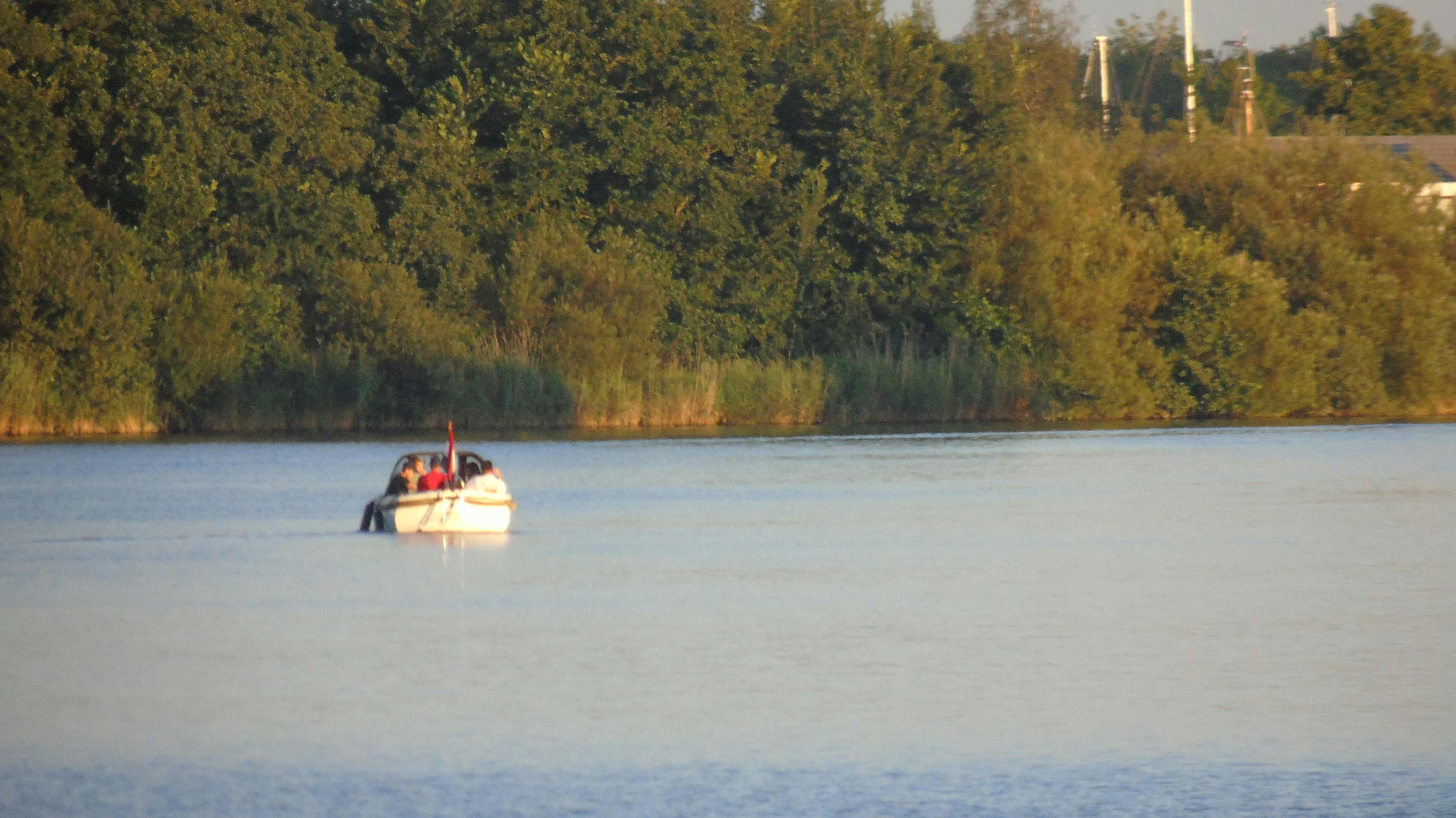 Mexican Heather Plant