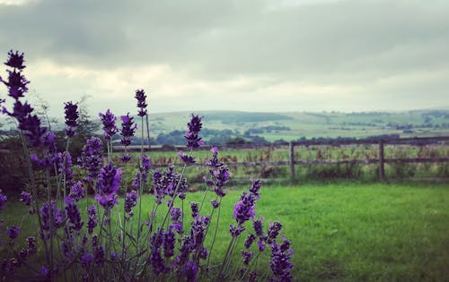 Free stock photo of lavender, peak district, peaks