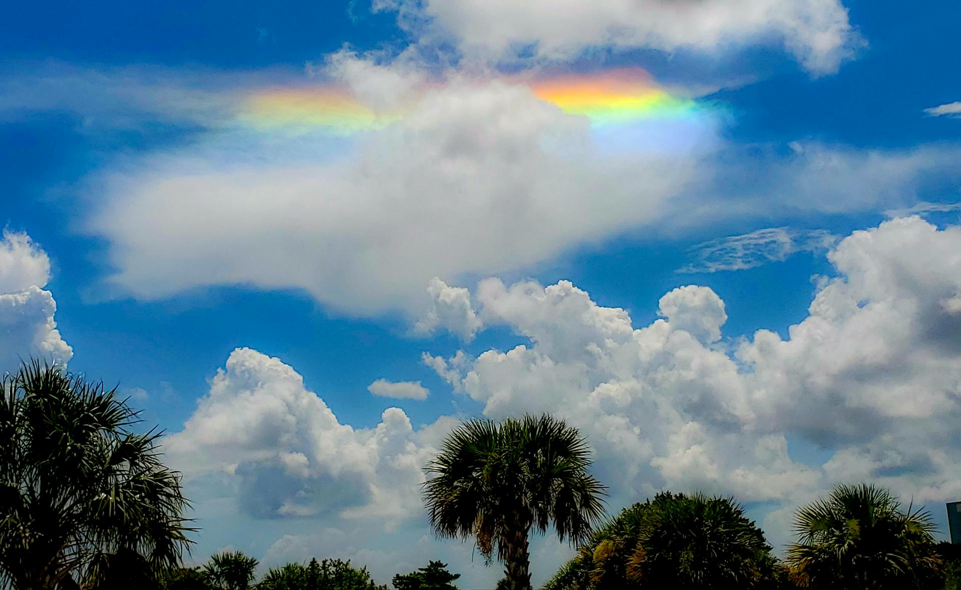 Vivid rainbow cloud over palm trees in a sunny Florida sky, Siesta Key