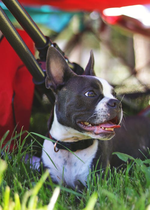 Photos gratuites de animal de compagnie, chien domestique, couché